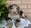 Mini Labradoodle For Sale Millersburg OH Male-Reno