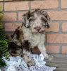 Mini Labradoodle For Sale Millersburg OH Male-Reno