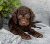 Mini Labradoodle For Sale Millersburg OH Male-Munchkin