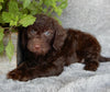 Mini Labradoodle For Sale Millersburg OH Male-Munchkin