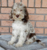 Mini Labradoodle For Sale Millersburg OH Male-Jasper
