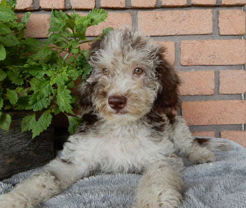 Mini Labradoodle For Sale Millersburg OH Male-Jasper