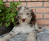Mini Labradoodle For Sale Millersburg OH Male-Jasper
