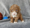 Mini Labradoodle For Sale Millersburg Male-Odie