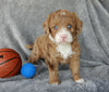 Mini Labradoodle For Sale Millersburg Male-Odie