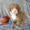 Mini Labradoodle For Sale Millersburg Male-Odie