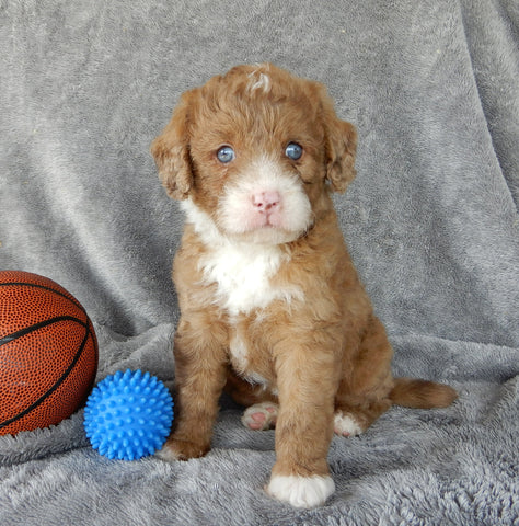 Mini Labradoodle For Sale Millersburg Male-Odie