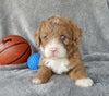 Mini Labradoodle For Sale Millersburg Male-Odie