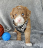 Mini Labradoodle For Sale Millersburg Male-Odie