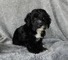 Mini Labradoodle For Sale Millersburg OH Male-Murphy