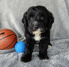 Mini Labradoodle For Sale Millersburg OH Male-Murphy