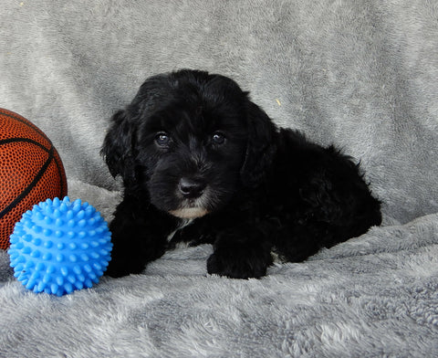 Mini Labradoodle For Sale Millersburg OH Male-Lincoln