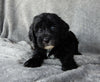 Mini Labradoodle For Sale Millersburg OH Male-Lincoln