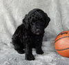 Mini Labradoodle For Sale Millersburg OH Male-Alvin