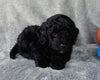 Mini Labradoodle For Sale Millersburg OH Male-Alvin