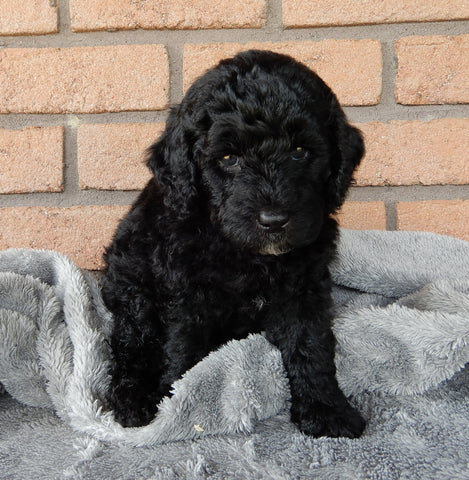 Mini Labradoodle For Sale Millersburg OH Male-Alvin