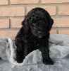 Mini Labradoodle For Sale Millersburg OH Male-Alvin