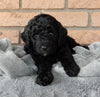 Mini Labradoodle For Sale Millersburg OH Male-Alvin