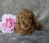 Mini Labradoodle For Sale Millersburg OH Female-Belle