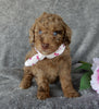 Mini Labradoodle For Sale Millersburg OH Female-Belle