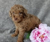 Mini Labradoodle For Sale Millersburg OH Female-Belle