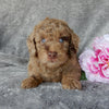 Mini Labradoodle For Sale Millersburg OH Female-Belle