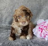 Mini Labradoodle For Sale Millersburg OH Female-Sasha