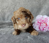 Mini Labradoodle For Sale Millersburg OH Female-Sasha