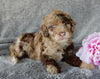 Mini Labradoodle For Sale Millersburg OH Female-Sasha