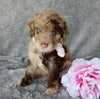Mini Labradoodle For Sale Millersburg OH Female-Sasha