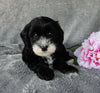 Mini Labradoodle For Sale Millersburg OH Female-Molly