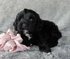 Mini Labradoodle For Sale Millersburg OH Female-Tulip