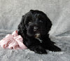 Mini Labradoodle For Sale Millersburg OH Female-Tulip