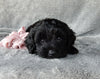 Mini Labradoodle For Sale Millersburg OH Female-Tulip