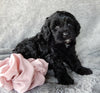 Mini Labradoodle For Sale Millersburg OH Female-Tulip
