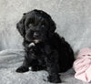Mini Labradoodle For Sale Millersburg OH Female-Tulip