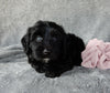 Mini Labradoodle For Sale Millersburg OH Female-Daisy