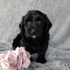Mini Labradoodle For Sale Millersburg OH Female-Daisy