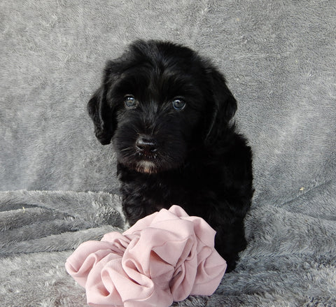 Mini Labradoodle For Sale Millersburg OH Female-Daisy