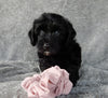 Mini Labradoodle For Sale Millersburg OH Female-Daisy