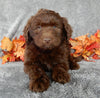 Medium Labradoodle For Sale Millersburg OH Male-Otis