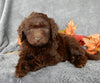 Medium Labradoodle For Sale Millersburg OH Male-Otis