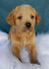 Mini Labradoodle For Sale Millersburg OH Female-Amber