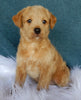 Mini Labradoodle For Sale Millersburg OH Female-Amber