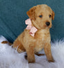Mini Labradoodle For Sale Millersburg OH Female-Amber