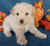 Mini Labrdoodle For Sale Millersburg OH Male-Austin