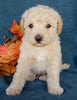 Mini Labrdoodle For Sale Millersburg OH Male-Austin