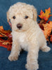 Mini Labrdoodle For Sale Millersburg OH Male-Austin