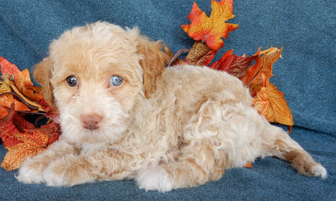 Mini Labradoodle For Sale Millersburg OH Female-Bella