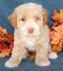 Mini Labradoodle For Sale Millersburg OH Female-Bella